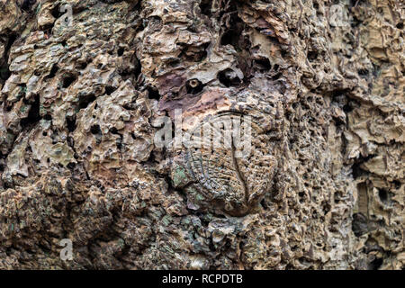 Nahaufnahme von PSEUDOTSUGA MENZIESII - Douglas Fir Tree Trunk Rinde Stockfoto