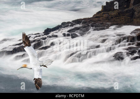 Northern Gannet (Morus bassanus) rasant über die Wellen auf die Felsen von Sea Cliff im Frühjahr, Shetlandinseln, Schottland, Großbritannien Stockfoto