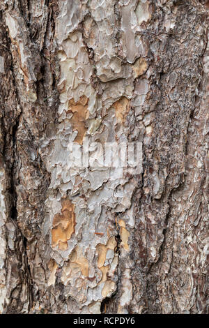 Nahaufnahme von Pinus Nigra Pallasiana Baumrinde Stockfoto