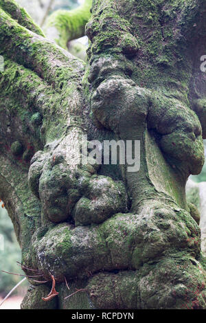 Nahaufnahme eines großen alten Knüppelbaums mit Moos in Westonbirt, dem National Arboretum, Gloucester, Großbritannien Stockfoto