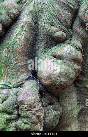 Nahaufnahme eines großen alten Knüppelbaums mit Moos in Westonbirt, dem National Arboretum, Gloucester, Großbritannien Stockfoto