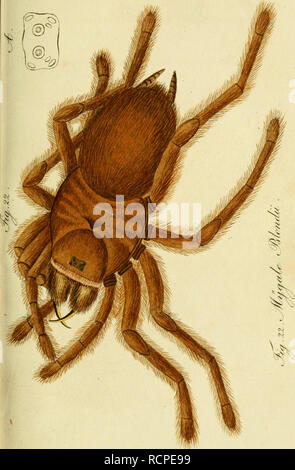 . Arachniden sterben. Getreu nach der Natur abgebildet und beschrieben. Spinnen. J. Bitte beachten Sie, dass diese Bilder sind von der gescannten Seite Bilder, die digital für die Lesbarkeit verbessert haben mögen - Färbung und Aussehen dieser Abbildungen können nicht perfekt dem Original ähneln. extrahiert. Koch, C.L. (Carl Ludwig), 1778-1857; Hahn, Carl Wilhelm, 1786-1836. Nürnberg: In der C.H.'s Zeh chen Buchhandlung Stockfoto