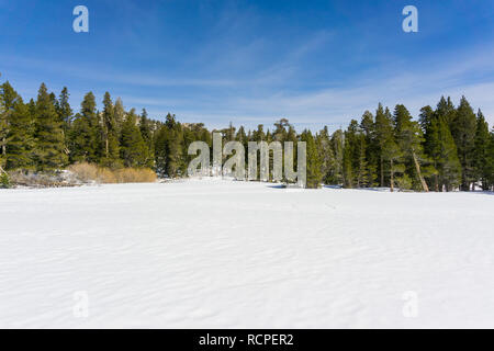 Wiese bedeckt im unberührten Schnee auf dem Weg nach San Jacinto Bergspitze, San Jacinto State Park, Kalifornien Stockfoto