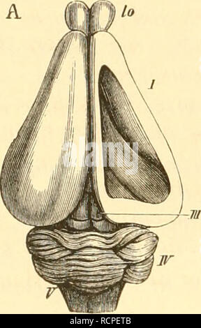 . Die Anatomie des Kaninschens in topographischer und operativer Rücksicht. Kaninchen. 298 Gehirn.. Bitte beachten Sie, dass diese Bilder sind von der gescannten Seite Bilder, die digital für die Lesbarkeit verbessert haben mögen - Färbung und Aussehen dieser Abbildungen können nicht perfekt dem Original ähneln. extrahiert. Krause, W, (Wilhelm. 1833-1910. Leipzig: W. Engelmann Stockfoto