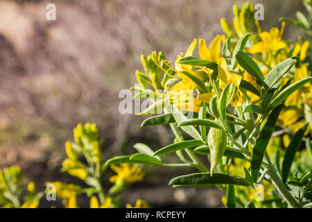 Peritoma Arborea (bekannt als bladderpod, burrofat und Kalifornien cleome) blühen in den Joshua Tree National Park, Kalifornien Stockfoto