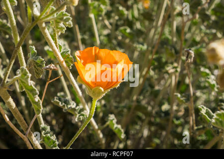 Wüste Globemallow (Sphaeralcea ambigua) blühen in den Joshua Tree National Park, Kalifornien Stockfoto