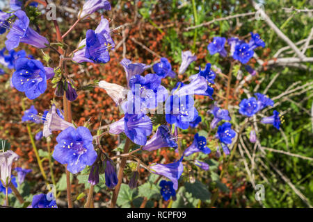 Wüste Glocken (Phacelia campanularia) Blumen, Joshua Tree National Park, Kalifornien Stockfoto