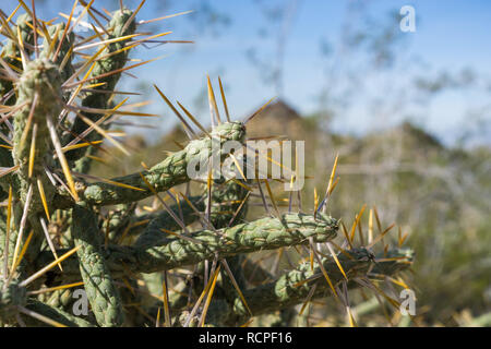 Diamond cholla/verzweigte pencil Cholla (Cylindropuntia ramosissima), Joshua Tree National Park, Kalifornien Stockfoto