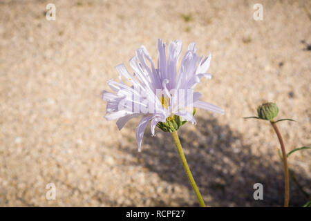 In der Nähe des Mojave Aster (Xylorhiza tortifolia) wilde Blumen blühen in den Joshua Tree National Park, Kalifornien Stockfoto