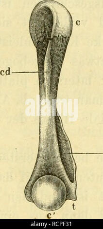 . Die Anatomie des Frosches; ein Handbuch für Physiologen, Ãrzte und Studire. . Cm. Bitte beachten Sie, dass diese Bilder sind von der gescannten Seite Bilder, die digital für die Lesbarkeit verbessert haben mögen - Färbung und Aussehen dieser Abbildungen können nicht perfekt dem Original ähneln. extrahiert. Ecker, Alexander, 1816-1887. Stockfoto