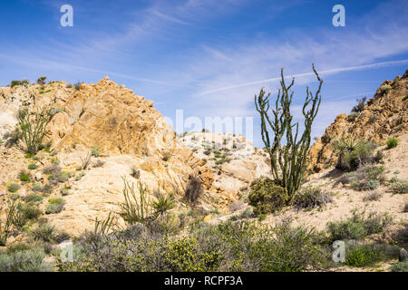 Ocotillo (Fouquieria splendens) Pflanze auf den Spuren der Joshua Tree National Park, Kalifornien Stockfoto