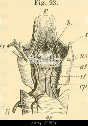 . Die Anatomie des Kaninschens in topographischer und operativer Rücksicht. Kaninchen. . Bitte beachten Sie, dass diese Bilder sind von der gescannten Seite Bilder, die digital für die Lesbarkeit verbessert haben mögen - Färbung und Aussehen dieser Abbildungen können nicht perfekt dem Original ähneln. extrahiert. Krause, W, (Wilhelm. 1833-1910. Leipzig: W. Engelmann Stockfoto