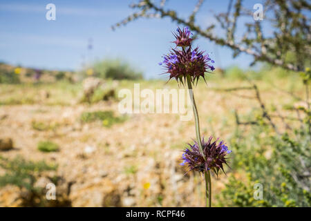 Chia (Salvia columbariae) wilde Blumen blühen in den Joshua Tree National Park im Frühling, Kalifornien Stockfoto