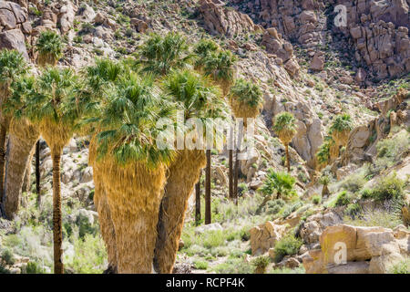 Ventilator Palmen (Washingtonia filifera) in die verlorene Palms Oase, ein beliebter Ort zum Wandern, Joshua Tree National Park, Kalifornien Stockfoto