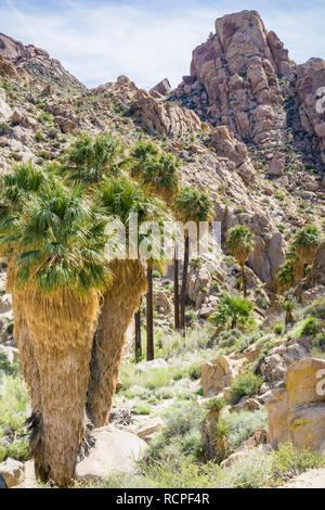 Ventilator Palmen (Washingtonia filifera) in die verlorene Palms Oase, ein beliebter Ort zum Wandern, Joshua Tree National Park, Kalifornien Stockfoto