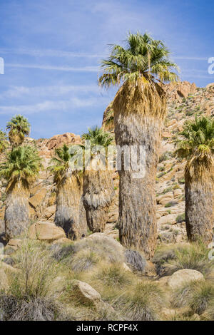 Ventilator Palmen (Washingtonia filifera) in die verlorene Palms Oase, ein beliebter Ort zum Wandern, Joshua Tree National Park, Kalifornien Stockfoto