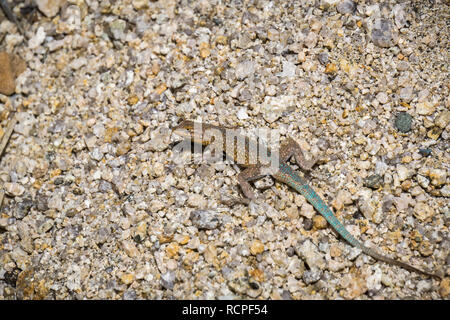 Nahaufnahme des Gemeinsamen side-blotched Lizard (Uta stansburiana), Joshua Tree National Park, Kalifornien Stockfoto