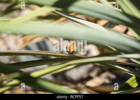 Sagebrush Checkerspot (Chlosyne acastus) Schmetterling sitzt auf die Blätter einer fan Palm Tree, Joshua Tree National Park, Kalifornien; selektive Fokus Stockfoto