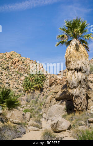 Ventilator Palmen (Washingtonia filifera) in die verlorene Palms Oase, ein beliebter Ort zum Wandern, Joshua Tree National Park, Kalifornien Stockfoto