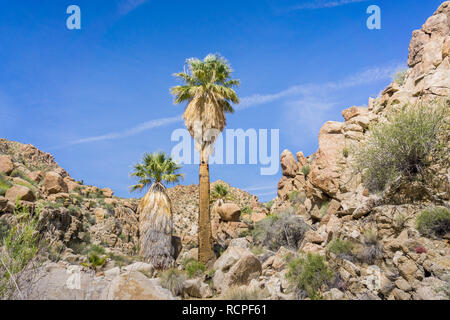 Ventilator Palmen (Washingtonia filifera) in die verlorene Palms Oase, ein beliebter Ort zum Wandern, Joshua Tree National Park, Kalifornien Stockfoto