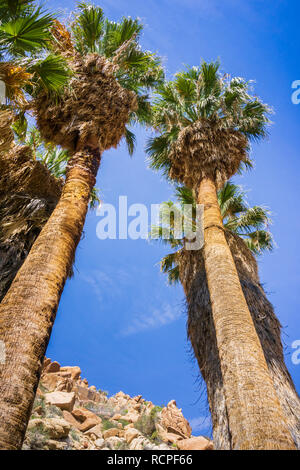 Ventilator Palmen (Washingtonia filifera) in die verlorene Palms Oase, ein beliebter Ort zum Wandern, Joshua Tree National Park, Kalifornien Stockfoto