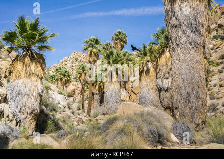 Ventilator Palmen (Washingtonia filifera) in die verlorene Palms Oase, ein beliebter Ort zum Wandern, Joshua Tree National Park, Kalifornien Stockfoto