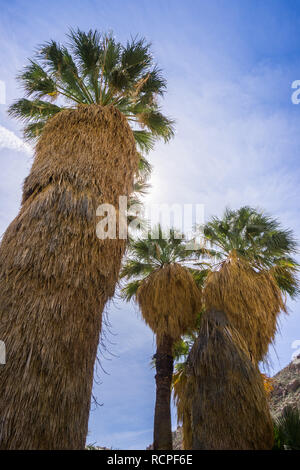 Ventilator Palmen (Washingtonia filifera) in die verlorene Palms Oase, ein beliebter Ort zum Wandern, Joshua Tree National Park, Kalifornien Stockfoto