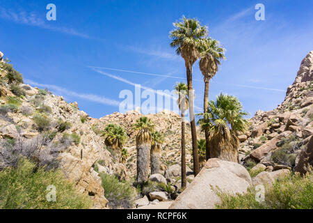 Ventilator Palmen (Washingtonia filifera) in die verlorene Palms Oase, ein beliebter Ort zum Wandern, Joshua Tree National Park, Kalifornien Stockfoto