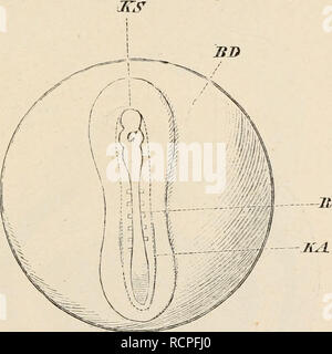 . Elemente der vergleichenden Anatomie der Wirbeltiere. Anatomie, Vergleichende; Wirbeltiere - Anatomie. Einführung. 7 Involution des eingedickten dorsalen Region des Embryos (medul-lary Platte), die bald aus dem epiblasten in Form eines hohlen Röhre verengt wird - die Medulläre Kabel oder Rohr (Komp. Abbn. 6 und 7), aus denen das Gehirn und das Rückenmark gebildet werden. Den Hypoblasten entstehen schließlich an das Epithel der Speiseröhre (Abb. 7, A und B, Hno) mit seinen Drüsen sowie auf die Epithelzellen der Lunge, der Schilddrüse und der Thymusdrüse, Leber und Bauchspeicheldrüse. Obwohl wir c Stockfoto