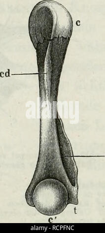 . Die Anatomie des Frosches: ein Handbuch,. Abb. 37. Abb. 38.. Bitte beachten Sie, dass diese Bilder sind von der gescannten Seite Bilder, die digital für die Lesbarkeit verbessert haben mögen - Färbung und Aussehen dieser Abbildungen können nicht perfekt dem Original ähneln. extrahiert. Ecker, A. Braunschweig: Druck und Verlag von Friedrich Vieweg und Sohn Stockfoto