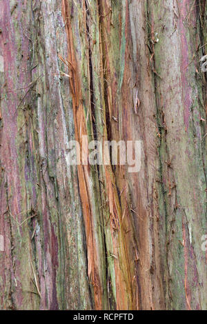 Nahaufnahme der abblätternden Baum Rinde von Juniperus recurva var coxii-hängenden Juniper Stockfoto