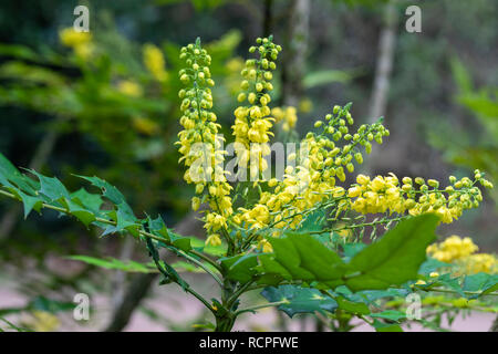 Nahaufnahme von Mahonia x media - Charity, Oregon Traubenblüte im Winter, England, UK Stockfoto