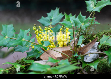 Nahaufnahme von Mahonia Japonica Bealei - leatherleaf Mahonia blüht in einem englischen Garten im Winter, UK Stockfoto