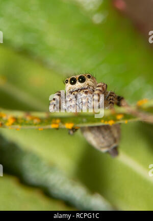 Vorderansicht eines winzigen Gespickt, Jumper, Pelegrina galathea Spinne sitzt auf einer Weide Blatt Stockfoto