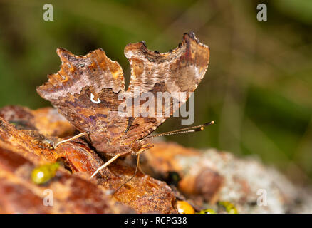 Kunstvoll gemusterten Östlichen Komma Schmetterling Fütterung auf Baum im späten Herbst sap Stockfoto