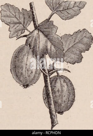 . Wörterbuch d'Gartenbau illustrÃ©/par D. Bois prÃ© Gesicht de Maxime Cornu avec la collaboration de E. André... [Et Al.].. Gartenbau; Wörterbücher.. Abb. 450. Â Groseille à grappes. GROSEILLIER. - Terrains et Situationen qui mviennent au Groseillier. Â LeGroseillier vient peu prÃ¨s Partout en France. Il prÃ©fÃ¨re Les ter-lins lÃ© gers aux Terrains pourrissants; une demi-tuation ombragÃ © e Lui est plus Günstige u' une Exposition brÃ"LANTE. Verfasst von À la culture, le Dekor actions de développement de m branchage Ã©tant assez Restreint, zu Nutzen! Groseillier aussi Bien dans le jardin fruchtiger: Le ve Stockfoto