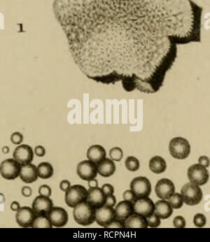 . Wörterbuch des sciences naturelles [elektronische Ressource] : dans lequel auf méthodiquement Traite des différens être de la Nature, considérés soit en eux-mêmes, Après d'l'État actuel de nos connoissances, soit relativement à l'utilité qu'en peuvent retirer La médecine, l'agriculture, le Commerce et les Artes. Suivi d'une Biographie des plus célèbres naturalistes.. Natural History. liOTANiyi "K. GLOBTrLlNÊS. GloLuliues vcsioiuaires, solitaires.. Bitte beachten Sie, dass diese Bilder aus gescannten Seite Bilder, die digital für die Lesbarkeit verbessert haben mögen - Färbung und appearanc extrahiert werden Stockfoto