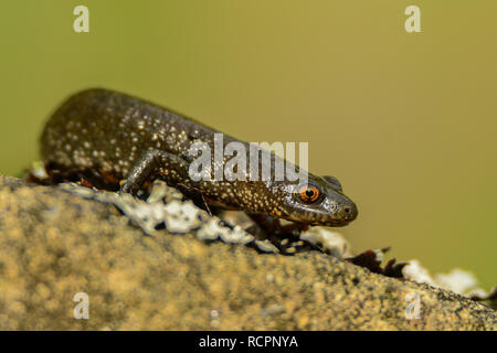 Great crested newt Triturus cristatus aufdem Felsen, Stockfoto