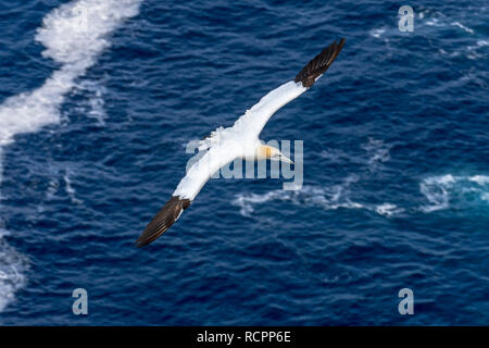 Northern Gannet (Morus bassanus) im Flug hoch über dem Meer entlang der schottischen Küste, Schottland, Großbritannien Stockfoto