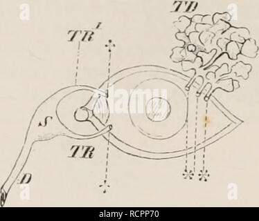 . Elemente der vergleichenden Anatomie der Wirbeltiere. Anatomie, Vergleichende; Wirbeltiere - Anatomie. 194 vergleichende Anatomie. Ein wir. 11 differenzierte Harderian Drüse ist in der ganzen scrit vorhanden - s uf Tiere, die ich 'roin Die schwanzlose Amphibia der Mammalia. Unter den letzteren ist es nur, die im Cetacea und Primaten. 7-ft. Abb. 1. "• '.'. - DIAHKAM DES LACIIYMAL APPARAT DES MENSCHEN. TJ), lacryjual Drüse, aufgeteilt in mehrere Teile; **, Kanäle Der lacrymul Drüse; tt, Puncta lacrymalia, TJ!, 2 'A' 1, obere und untere lacrymal Kanäle;&gt;', larryinal Sac; D, naso-lacrymal Kanal. T 11. Stockfoto