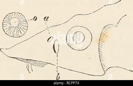 . Elemente der vergleichenden Anatomie der Wirbeltiere. Anatomie, Vergleichende; Wirbeltiere - Anatomie. Riechorgan. 171 Diese Tatsachen in der Struktur und Entwicklung des Riechorgan und Nerv haben ein Versuch gemacht werden, eine Parallele zwischen der olfaktorischen Grube und einer primitiven preoral Gill - Spalt, 1 zu zeichnen und wird dies auch durch die allgemeine Struktur und histologische Beziehungen der olfaktorische Schleimhaut, die mit den Kiemen der Fische, die sich im Besitz der End-Glühbirnen entspricht unterstützt verursacht. In einem neuen Papier, Bart hat die Ansicht, dass "die Nase ist real Stockfoto