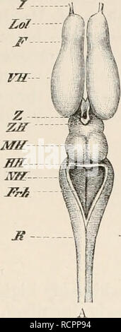 . Elemente der vergleichenden Anatomie der Wirbeltiere. Anatomie, Vergleichende; Wirbeltiere - Anatomie. Das Gehirn. 1 143. Jt. Bitte beachten Sie, dass diese Bilder sind von der gescannten Seite Bilder, die digital für die Lesbarkeit verbessert haben mögen - Färbung und Aussehen dieser Abbildungen können nicht perfekt dem Original ähneln. extrahiert. Wiedersheim, Robert, 1848-1923; Parker, W. N. (William Newton), d. 1923. London, New York, Macmillan Stockfoto