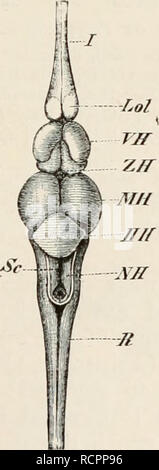 . Elemente der vergleichenden Anatomie der Wirbeltiere. Anatomie, Vergleichende; Wirbeltiere - Anatomie. Lol r L. Abb. 114.- GEHIRN DER BARSCH (Perm srhractser). (Seitenansicht). Jt ich Abb. 115.- GEHIRN VON Perca schractser. (Dorsalansicht.) Lol, olfaktorische Lobe; VH, basalen Teil des Prosencephalon; ZH, thalamencephalon; MH; mesencephalon metencephalon; HH, NH, myelencephalon; R, Rückenmark;/, olfaktorischen Nerv; //, Optic chiasma; V, Trigeminalganglien; UL, lobi Inferiores; Se, zentrale SULCUS an der Unterseite des Sinus rhomboidalis; Lp, seitliche Erhöhungen des Kleinhirns (lobi Posteriores).. Bitte beachten Sie, dass Stockfoto