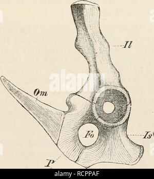 . Elemente der vergleichenden Anatomie der Wirbeltiere. Anatomie, Vergleichende; Wirbeltiere - Anatomie. Abb. 83 B.-Diagramm, AUS DEM DIE BEZIEHUNGEN DER BECKENKNOCHEN an der HÜFTPFANNE. J, Ilium, Js, sitzbein; P, pubis; A, acetabular Knochen; Ac, acetabulum. - Ii. Abb. 84.- BECKEN VON Echidna.. (Von der linken Seite.) (nach Gegenbaur.) II, Ilium; Ist, sitzbein; P, pubis; Om, beuteltier Knochen; Fo, obturator Foramen. H. Bitte beachten Sie, dass diese Bilder extrahiert werden aus der gescannten Seite Bilder, die digital haben für die Lesbarkeit verbessert - Färbung und Aussehen dieser Abbildungen können nicht perfec Stockfoto