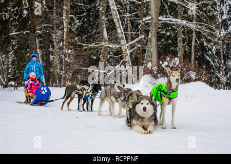 Husky Hunde ziehen Schlitten mit Familie im Winter Forest, verschneite Zeit Stockfoto