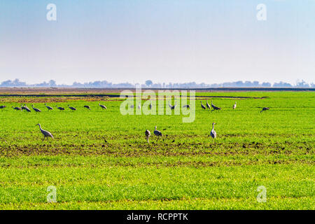 Kanadakraniche in einer Farm mit einem Winter die Anbauerklärung im San Luis National Wildlife Refuge in zentralen Kalifornien USA gepflanzt Stockfoto