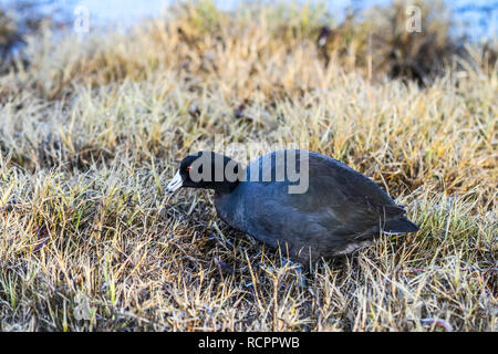 Gemeinsame Blässhühner am Merced National Wildlife Refuge in zentralen Kalifornien USA Stockfoto