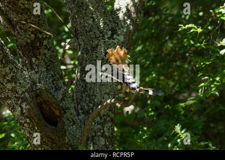 Wiedehopf, Upupa epops Lateinischer Name, über zu landen auf einem Zweig neben seinem Nest mit Crest in Wäldern Lebensraum in dappled Sonnenlicht angehoben Stockfoto