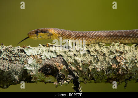 Äskulapnatter, Zamenis longissimus Stockfoto