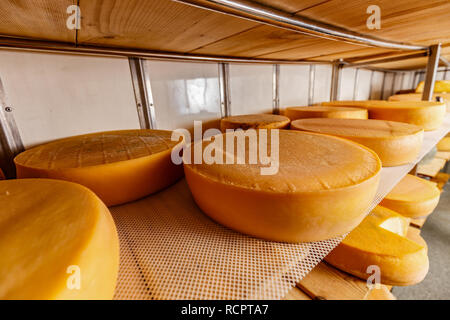 Reihen von Käse Stücke auf hölzernen Regalen im Store oder in Milch Fabrik Stockfoto